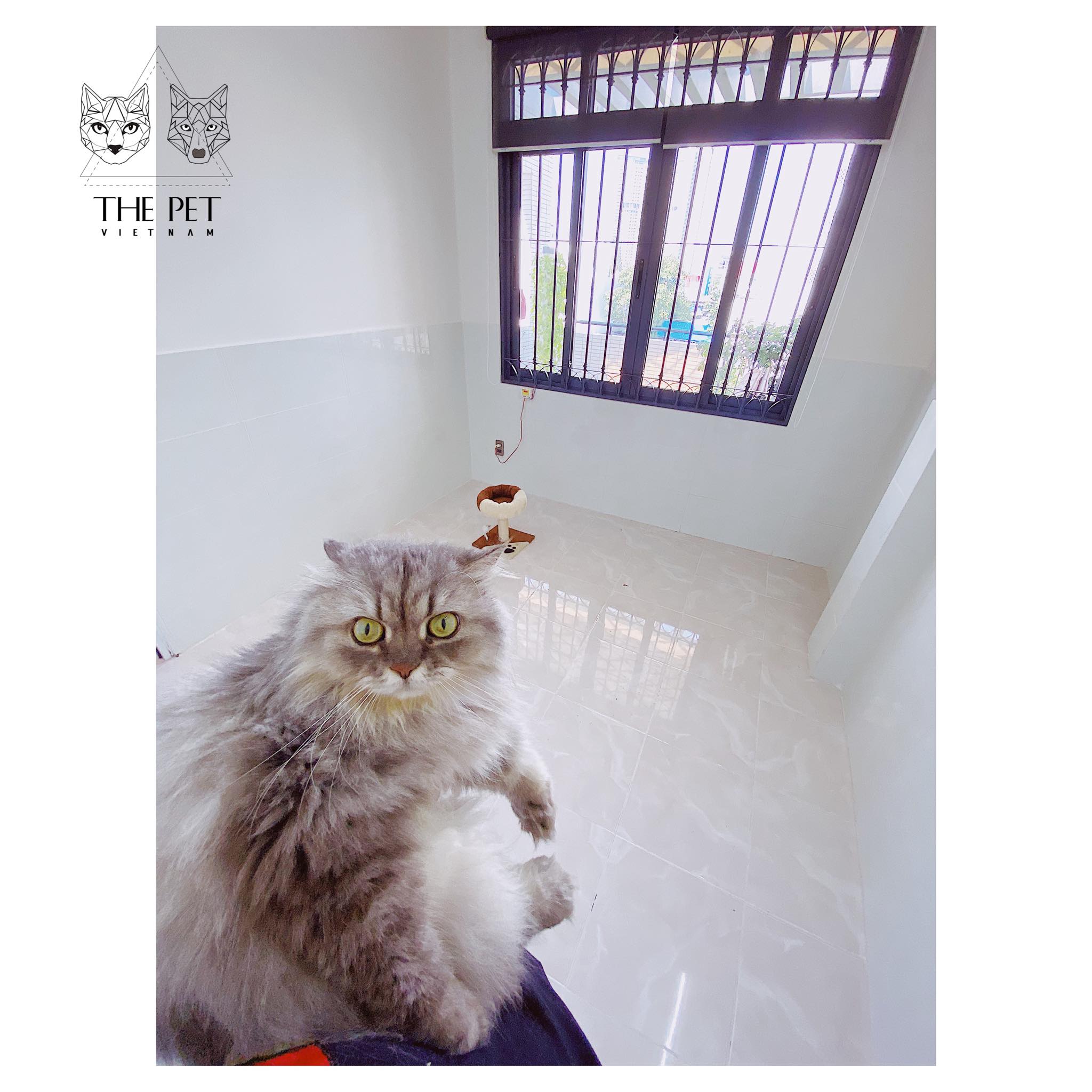 CHỈ CÒN 05 SUẤT CUỐI: DỊCH VỤ GIỮ MÈO TẾT 2020 1 83267016 2590266091194882 7683906855747190784 n