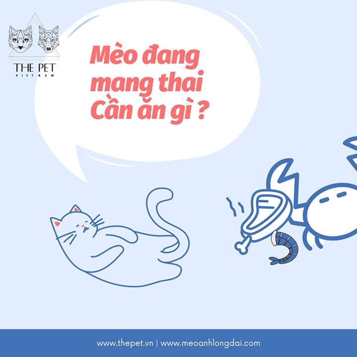 MÈO ĐANG MANG THAI NÊN ĂN GÌ⁉️ 1 91931396 995986804130289 8668365573907808256 n