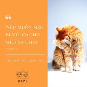 92516499 1001337516928551 5845572209229168640 n