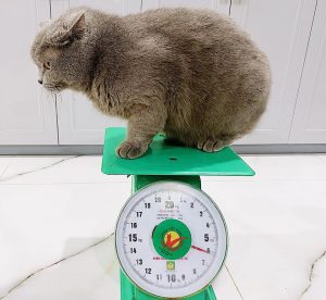 93166688 220834446016448 3158483150925987840 o