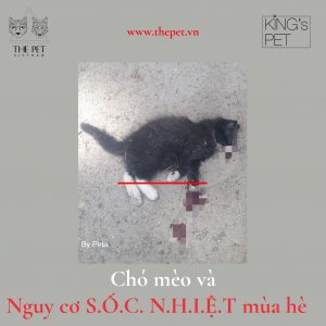 100478121 1034172953645007 9074220394033971200 o