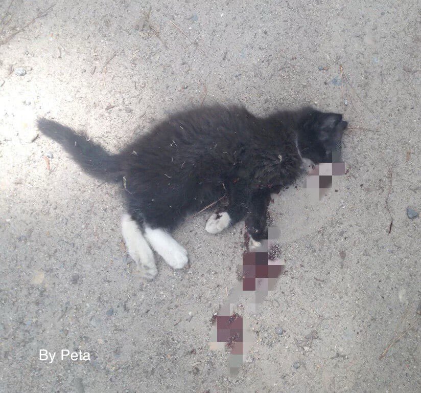 THÁNG 6-8: THỜI ĐIỂM SỐC NHIỆT Ở MÈO TĂNG ĐỘT BIẾN 1 101294846 250651472685085 7091003920662659072 n