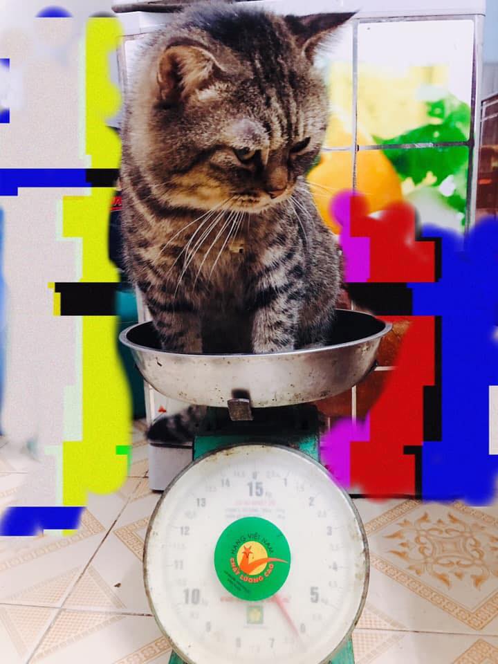 Kết quả minigame mèo trên 6 kí - Pate miễn phí 5 95525168 1017479501981019 9177102908225748992 n