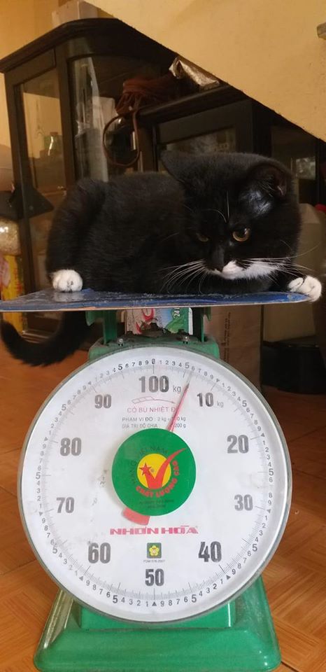 Kết quả minigame mèo trên 6 kí - Pate miễn phí 6 95571911 1017479438647692 3313176663063265280 o