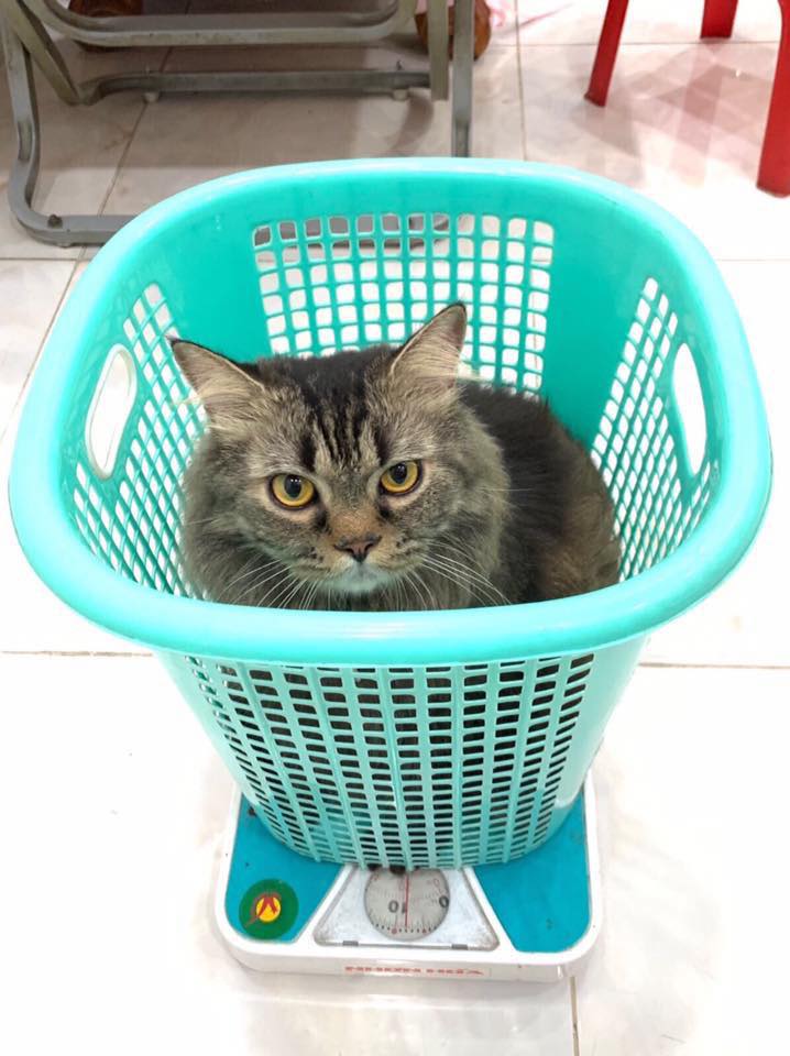 Kết quả minigame mèo trên 6 kí - Pate miễn phí 7 95598919 1017479288647707 2314535103897796608 n