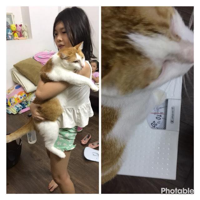 Kết quả minigame mèo trên 6 kí - Pate miễn phí 8 95646426 1017479345314368 4838312437407023104 n