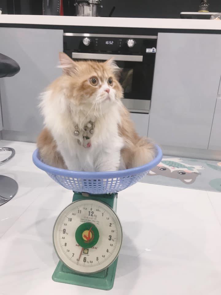 Kết quả minigame mèo trên 6 kí - Pate miễn phí 9 95657253 1017479595314343 3286952649315844096 n