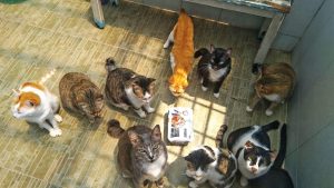 95709019 1017479521981017 3141342507678302208 o