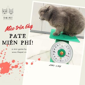 96102203 1017479308647705 4456608480379273216 o