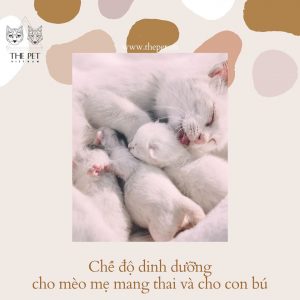 100797300 1036597500069219 7371314888221655040 o