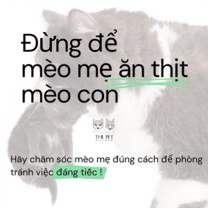 103793817 1665396466964676 2308566338318613811 n