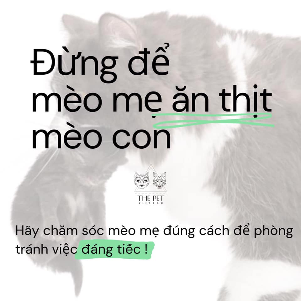 MÈO MẸ ĂN THỊT CON: ĐÁNG THƯƠNG HƠN ĐÁNG TRÁCH