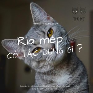 109722196 1718606761638122 5612897636445432760 n