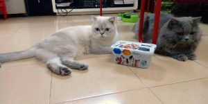 thuc an cho meo bau 1