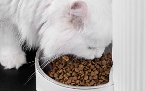 thức ăn cho mèo bầu