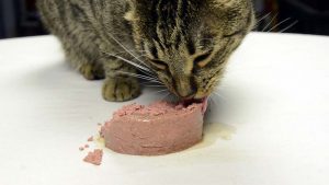 Where to buy high-quality fresh paste for cats in HCM City? 34 thuc an cho meo bau 4