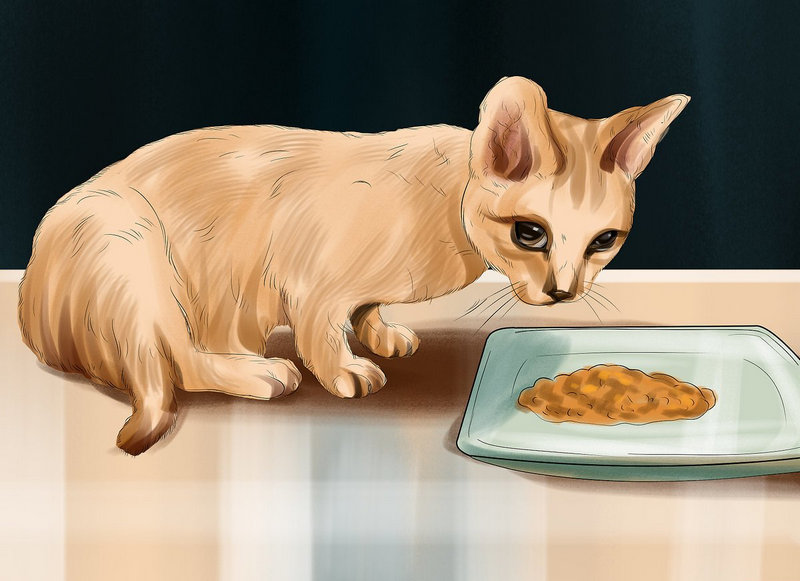 Thức ăn cho mèo sỏi thận nên chọn thế nào để cải thiện bệnh?