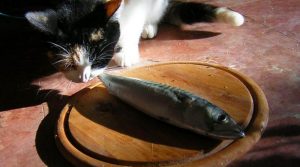 thức ăn cho mèo con