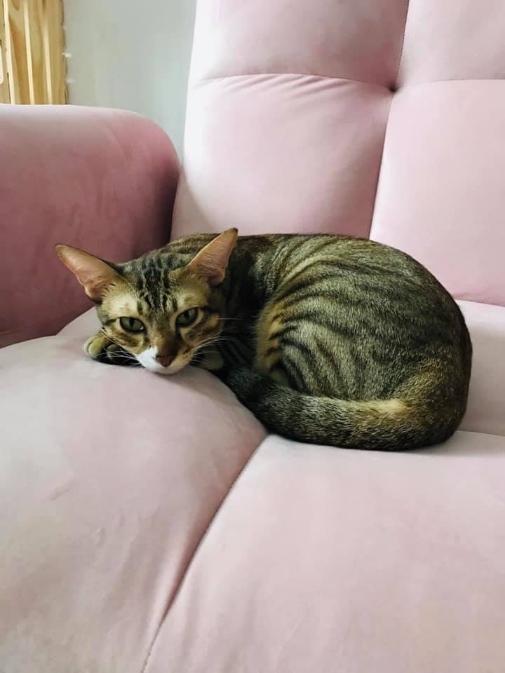 Góc con trẻ lớn lên cùng Pate The Pet 1 115933300 1080438722351763 3671589703581052514 n