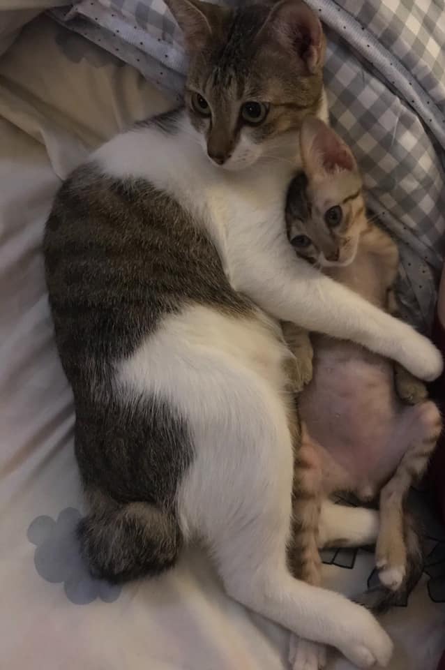 Góc con trẻ lớn lên cùng Pate The Pet 2 116212794 1080438569018445 4934237536582417056 n