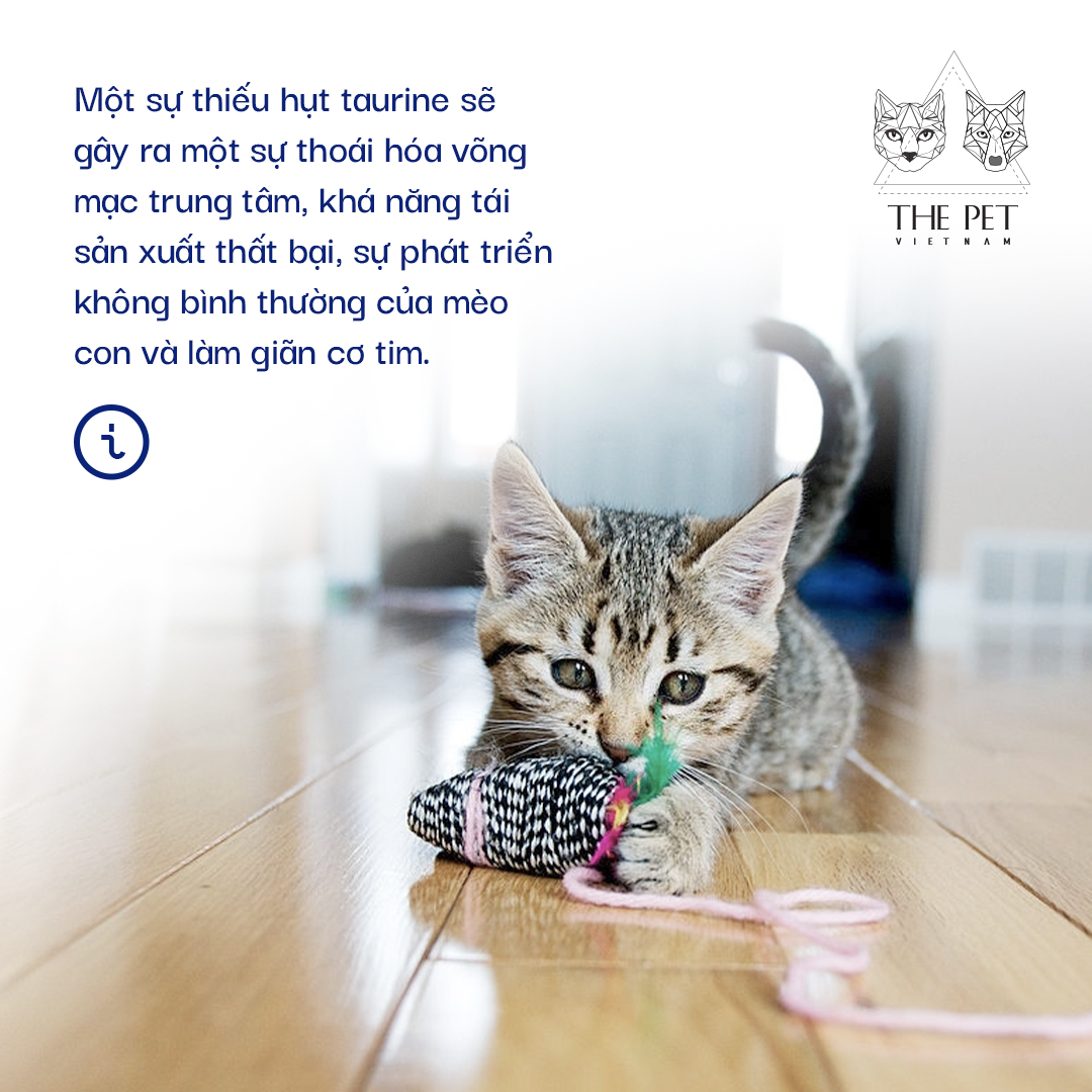 Nhóm pate tươi thịt cho chó mèo Thepet.vn 2 Nhóm pate tươi thịt cho chó mèo Thepet.vn