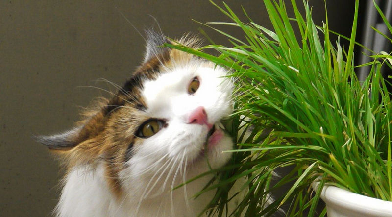 hạt giống cỏ mèo