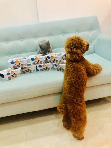 115908398 1700335693470753 6645340198421119269 n