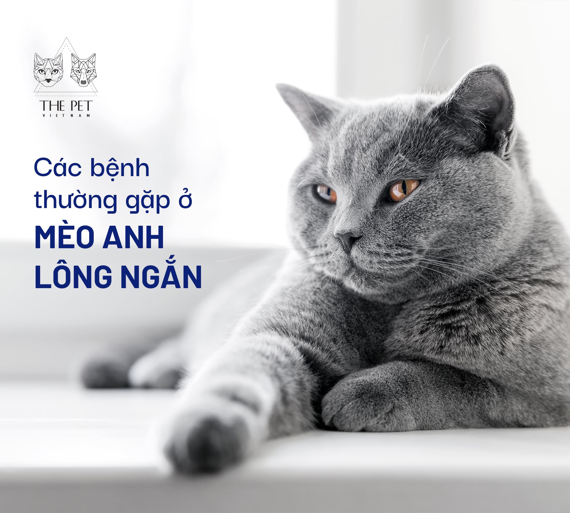Đặc điểm triệu chứng của bệnh cường giáp ở mèo là gì?
