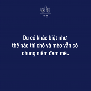 201118 KhacBietGiuaChoVaMeo 9