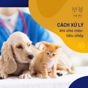 136686925 1070410240114737 3933539129490650920 n