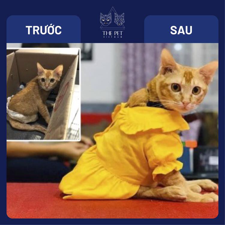 146988774 1883263951844592 3349307511397215703 n