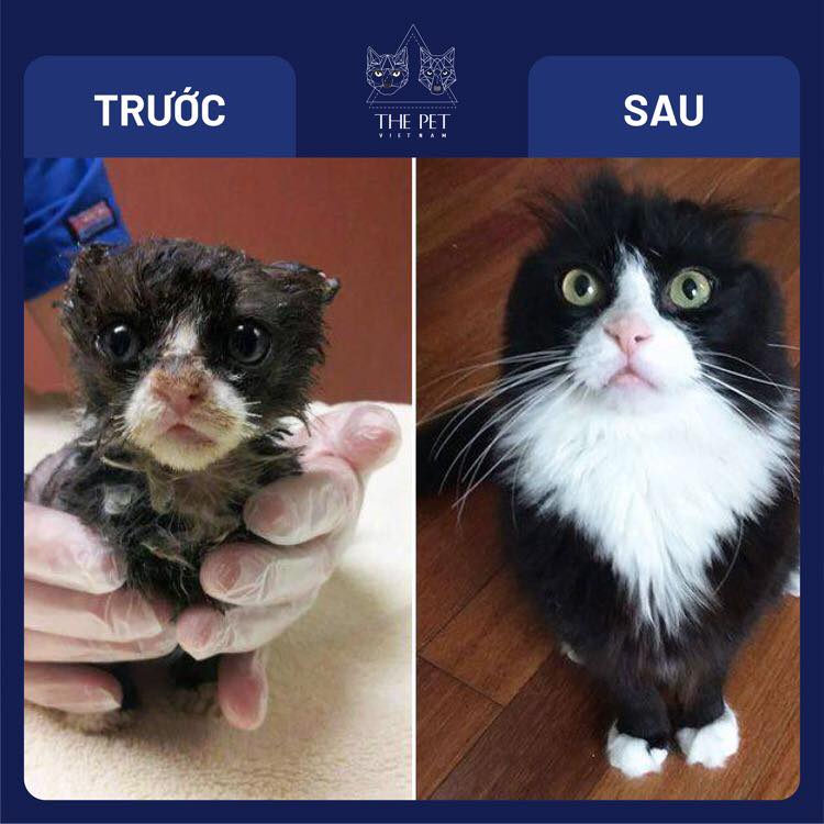 147608908 1883263915177929 874821931561809788 n