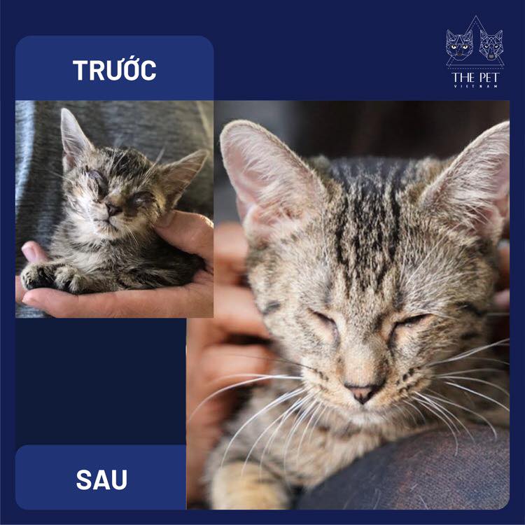 148947224 1883263958511258 3583014836888851466 n