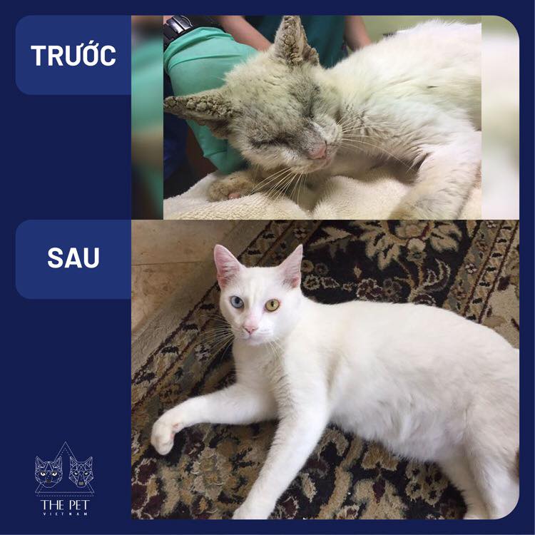 148967071 1883264005177920 178826963231279813 n