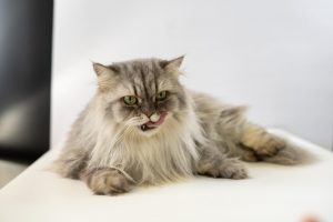 178785283 1278279185901048 1159906198369613959 n