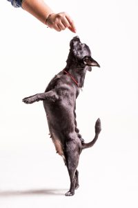 close up person s hand playing with dog