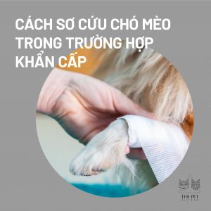 222134385 1338280103234289 5742883298623847117 n