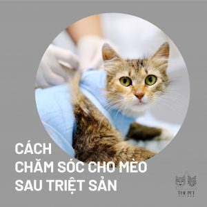 224681642 1338280109900955 5829468403068412901 n