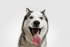 crazy happy husky companion dog is posing cute playful white grey doggy pet playing white studio background concept motion action movement pets love looks happy delighted funny