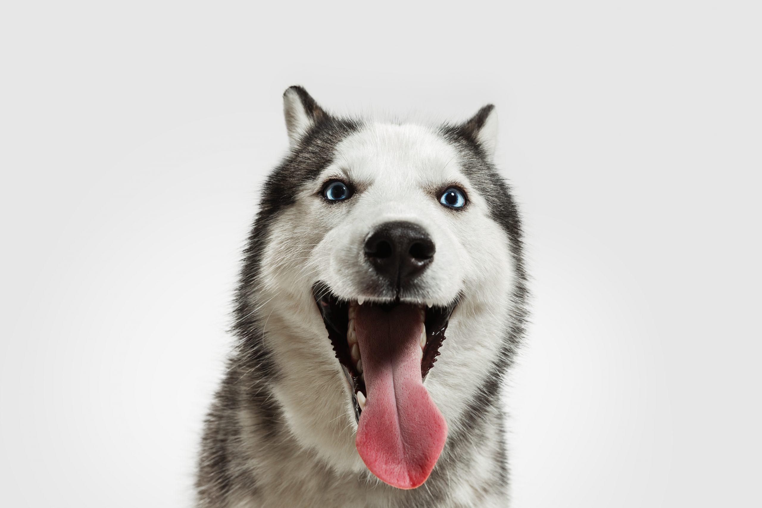 Thức ăn chó husky là gì? Hãy xem ngay các hình ảnh của những chú chó này để tìm hiểu về cách nuôi dưỡng và chăm sóc chúng.
