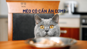 Copy of Meo co can