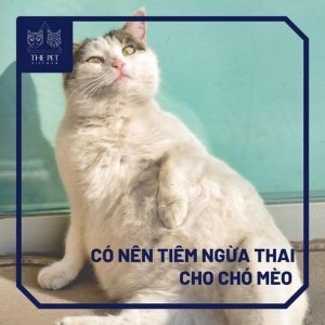 Việc sử dụng thuốc tránh thai cho chó mèo là rất quan trọng để đảm bảo sức khỏe và sự phát triển của chúng. Hãy xem bức ảnh liên quan đến chủ đề này để hiểu rõ hơn về cách sử dụng thuốc tránh thai đúng cách cho chó mèo của bạn.