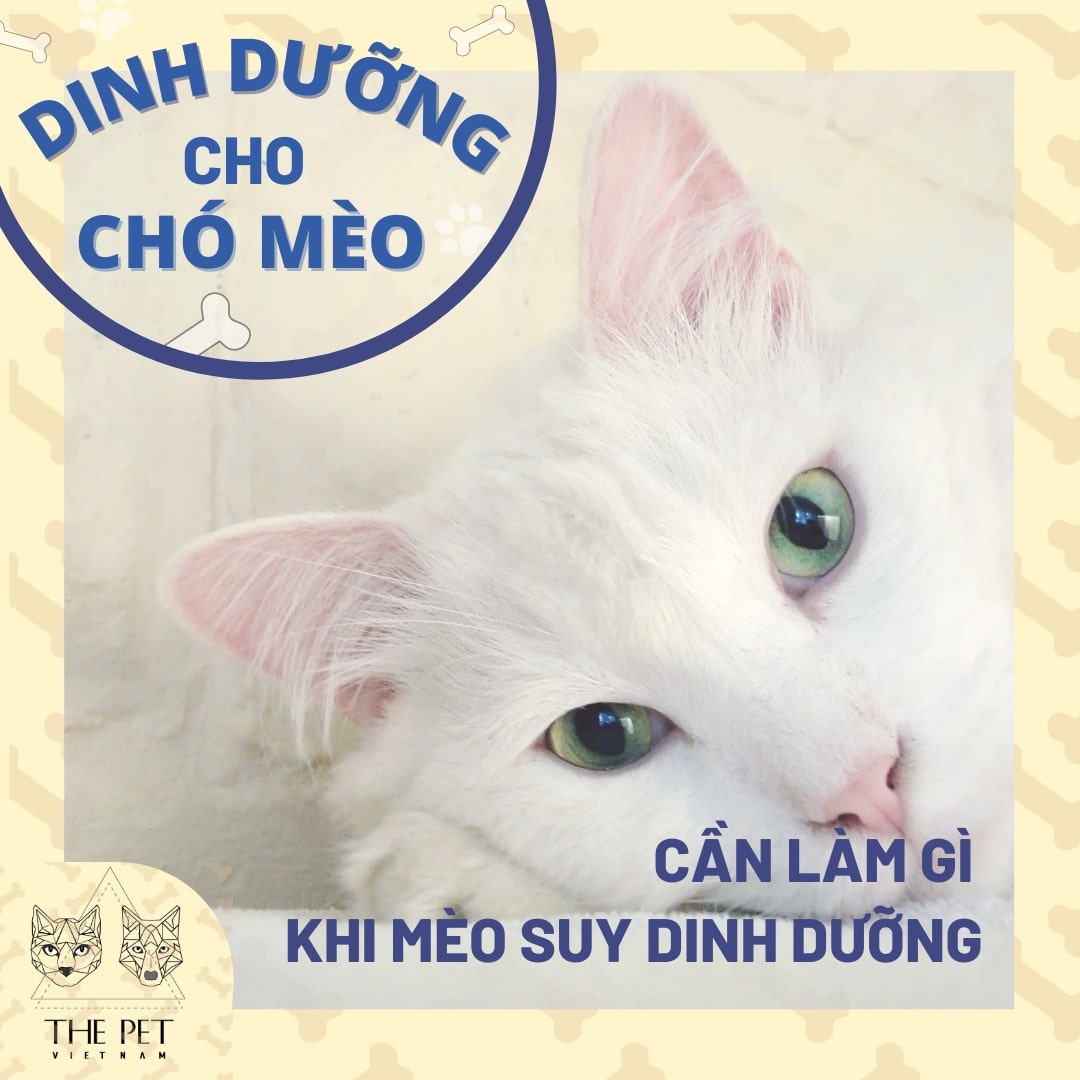 Các nguyên nhân gây suy dinh dưỡng cho mèo là gì?
