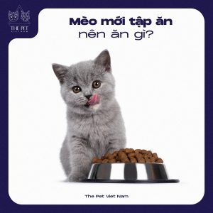 270165828 1445169582545340 5121591521202381080 n