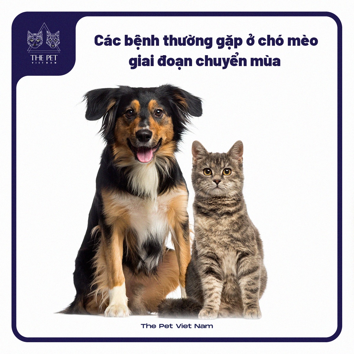 Các bệnh thường gặp ở chó mèo giai đoạn chuyển mùa 1 271172898 1447797118949253 4157192669907418599 n