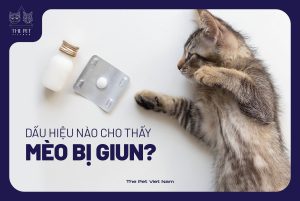 271874287 1453541065041525 5272980985038224728 n