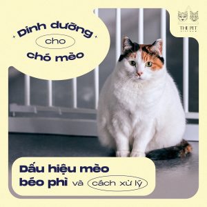 271923704 1452200458508919 4008155388733067595 n