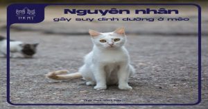 meo an nhieu nhung an om 04