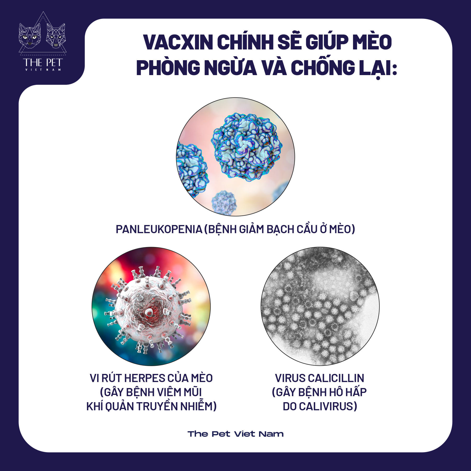Tiêm vaccine cho mèo: vaccine chính và vaccine mở rộng