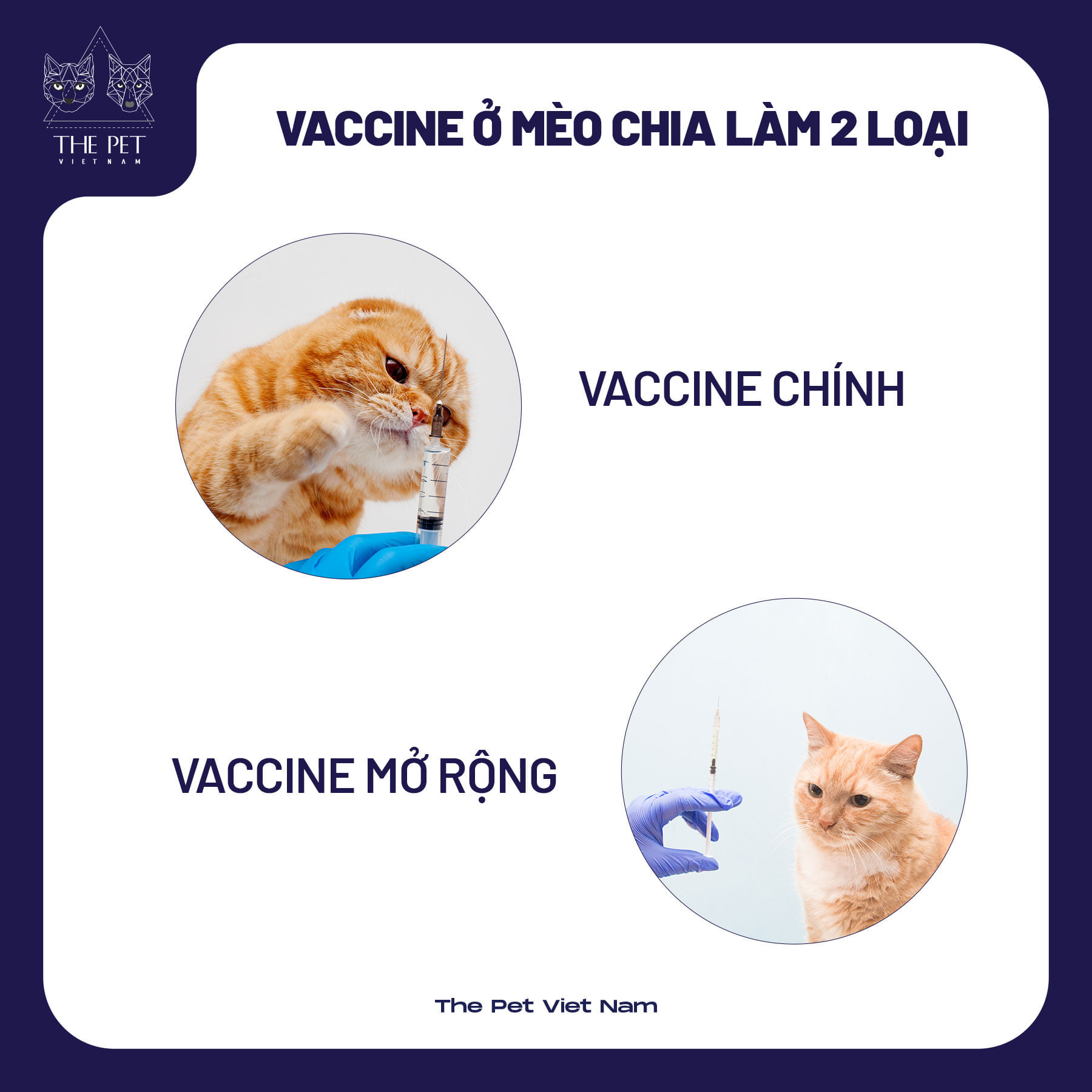 Tiêm vaccine cho mèo: vaccine chính và vaccine mở rộng